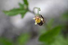 Apis mellifera