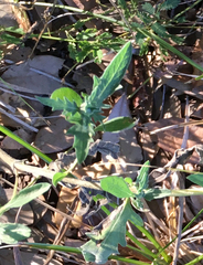 Ambrosia psilostachya