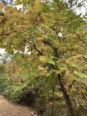 Magnolia macrophylla