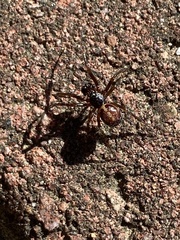 Steatoda