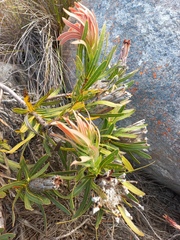 Protea lepidocarpodendron