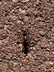Steatoda