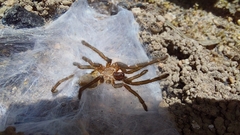 Harpactirinae