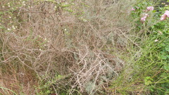 Atriplex lampa