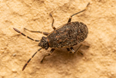 Lygaeoidea