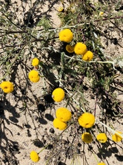 Oncosiphon pilulifer