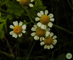 Tanacetum parthenium