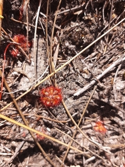 Drosera aliciae