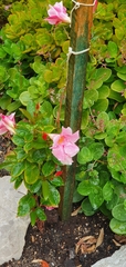 Mandevilla sanderi
