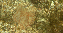 Coeloplana meteoris