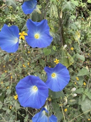 Ipomoea tricolor