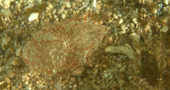 Coeloplana meteoris
