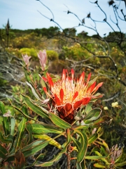 Protea susannae