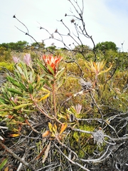Protea susannae