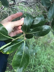 Pittosporum