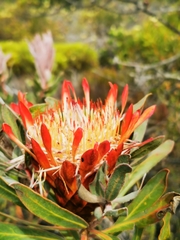 Protea susannae