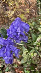 Aconitum uncinatum