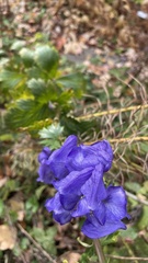 Aconitum uncinatum
