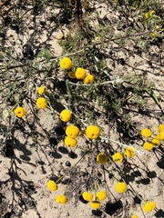 Oncosiphon pilulifer