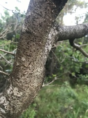Pittosporum