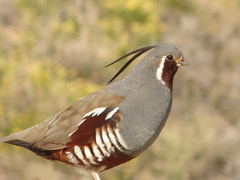 Mountain Quail photo 5