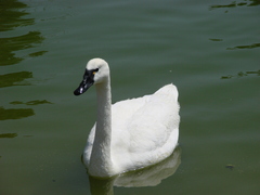 Cygnus columbianus columbianus