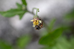 Apis mellifera