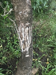 Pittosporum