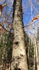 Cryptococcus fagisuga