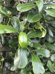Pittosporum