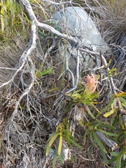 Protea lepidocarpodendron