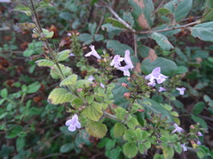 Clinopodium nepeta
