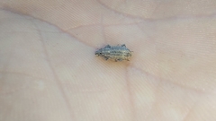 Curculionoidea