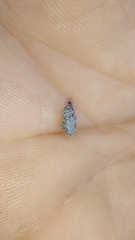 Curculionoidea