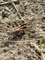 Psinidia fenestralis