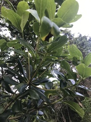 Pittosporum
