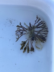 Bugulidae
