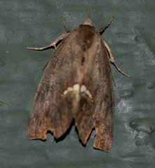 Hypsoropha hormos