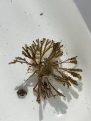 Bugulidae