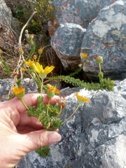 Euryops