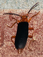 Neopyrochroa flabellata