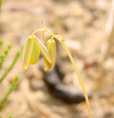 Albuca