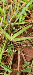 Urochloa serrata