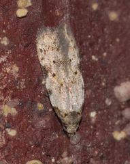 Taygete attributella