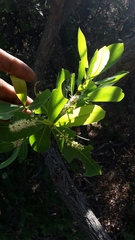 Terminalia brachystemma brachystemma