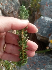 Euryops