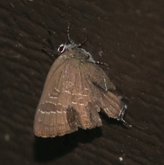 Satyrium caryaevorus