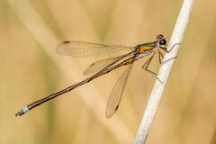 Lestes virens