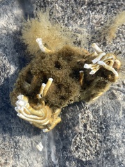 Ficopomatus enigmaticus