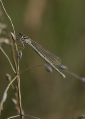 Coenagrionidae